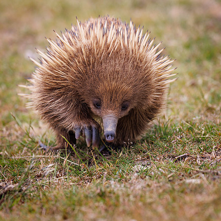 Tachyglossus aculeatus