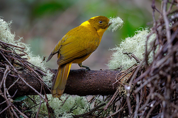 Amblyornis newtonianus