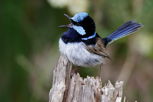 Malurus cyaneus