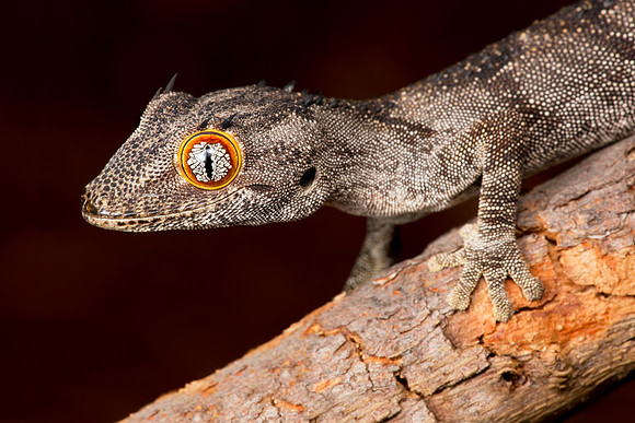 Strophurus ciliaris