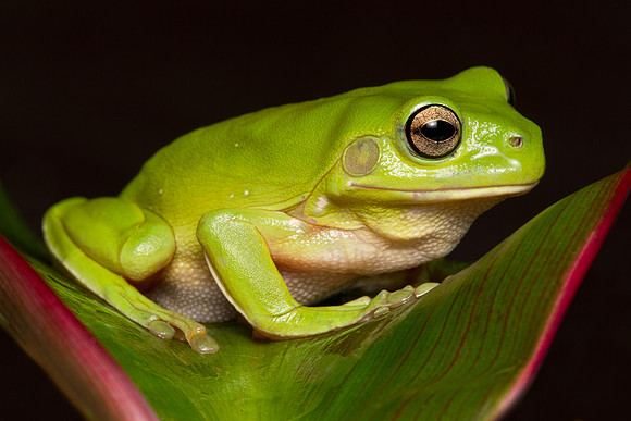 Litoria caerulea