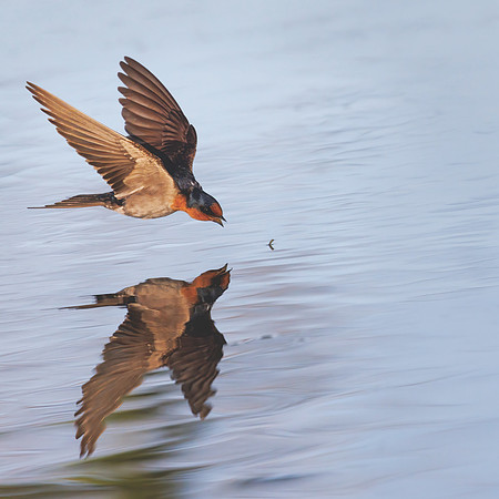 Hirundo neoxena