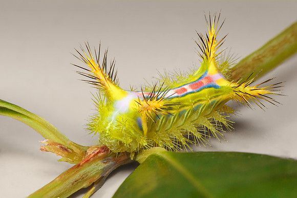 Anaxidia lozogramma