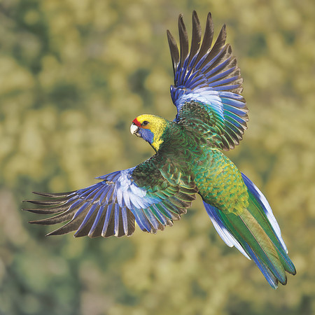 Platycercus caledonicus