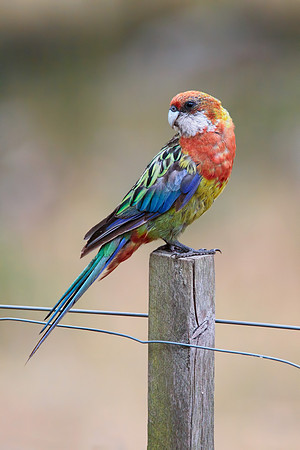 Platycercus eximius diemenensis