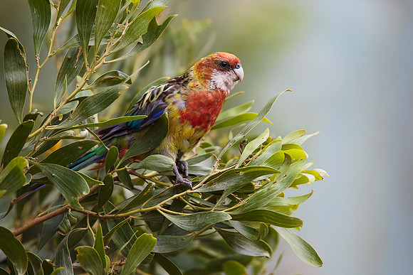 Platycercus eximius diemenensis