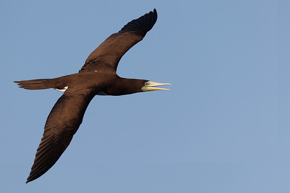 Sula leucogaster