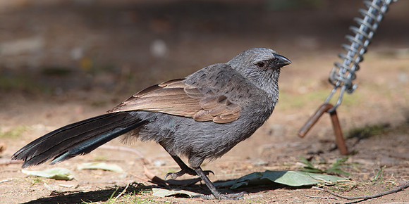 Struthidea cinerea