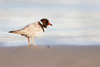 Thinornis cucullatus