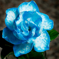 Gardenia Sp.