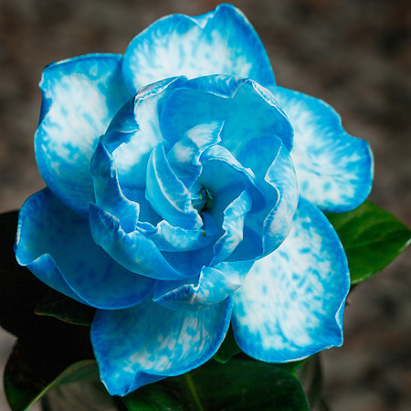 Gardenia Sp.