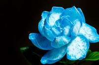 Gardenia Sp.