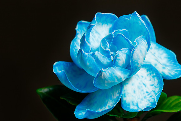 Gardenia Sp.