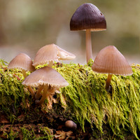 Mycena clarkeana