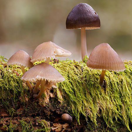 Mycena clarkeana
