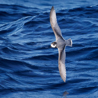 Halobaena caerulea