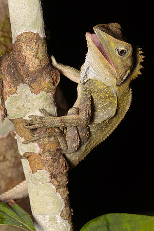 Hypsilurus boydii