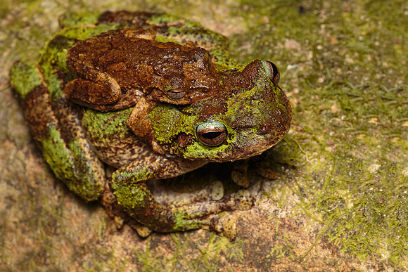 Litoria serrata