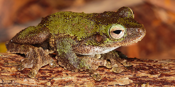 Litoria serrata
