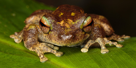 Litoria serrata