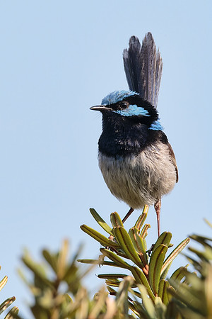 Malurus cyaneus
