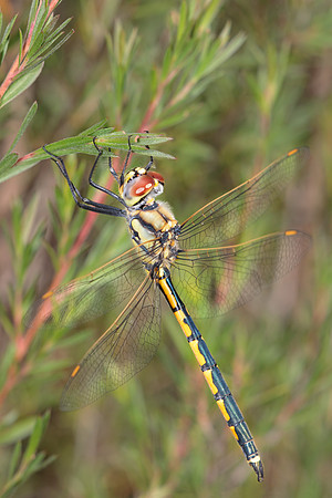 Hemicordulia tau