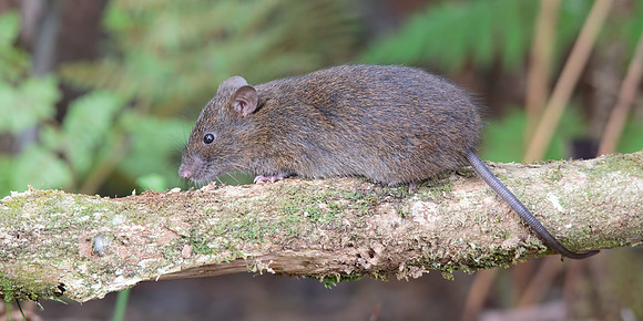 Rattus lutreolus velutinus