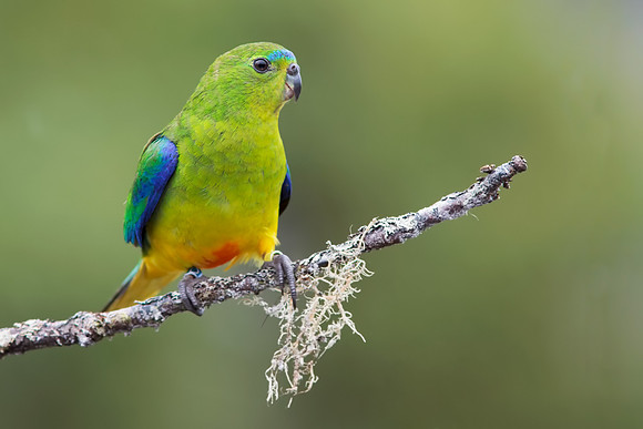 Neophema chrysogaster