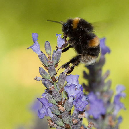 Bombus terrestris