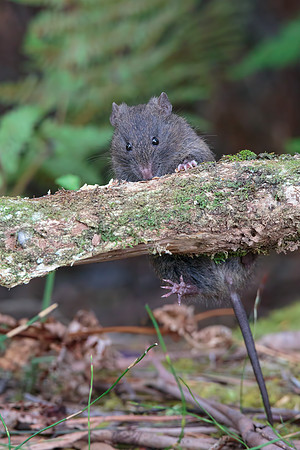 Rattus lutreolus velutinus