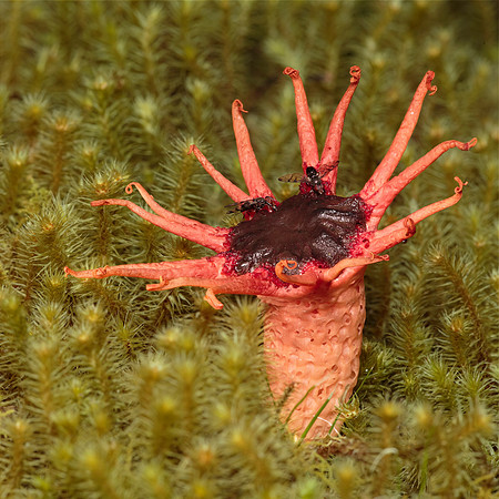 Aseroe rubra