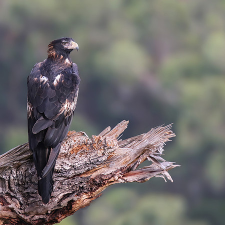 Aquila audax fleayi
