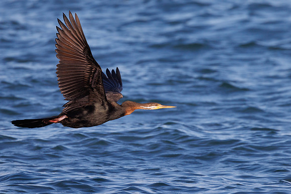Anhinga novaehollandiae