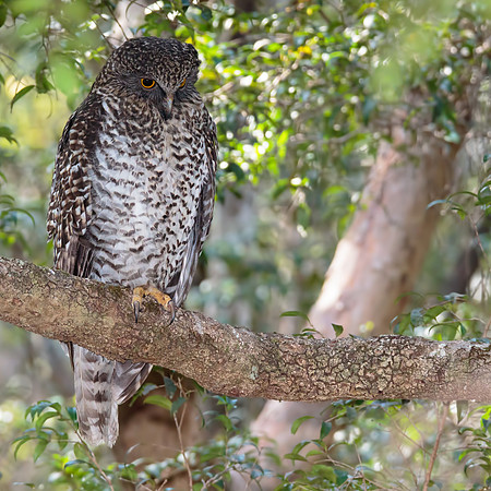 Ninox strenua