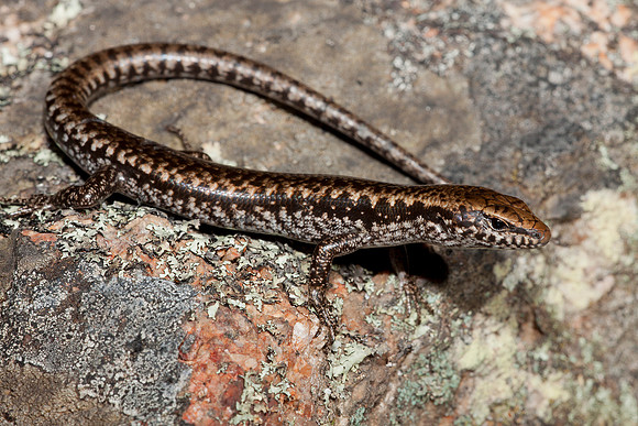 Azucar Negra
