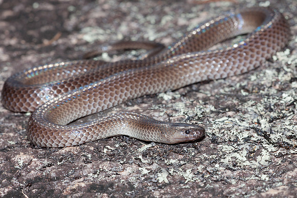 Cryptophis nigrescens