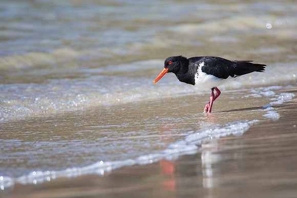 Haematopus longirostris