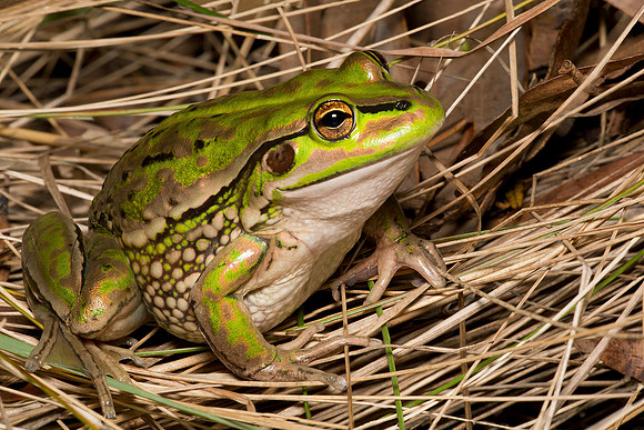 Litoria raniformis