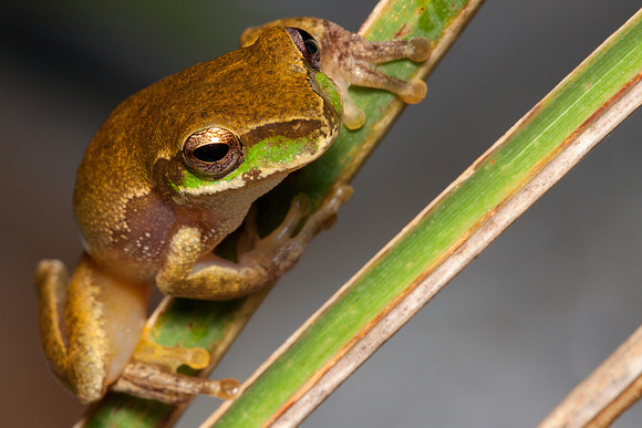 Litoria pearsoniana