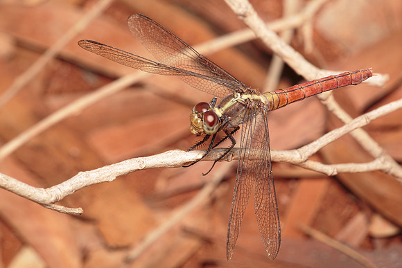 Orthetrum migratum