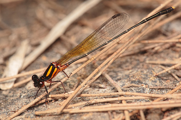 Nososticta solida