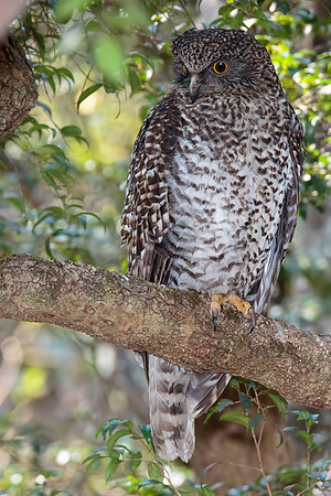 Ninox strenua
