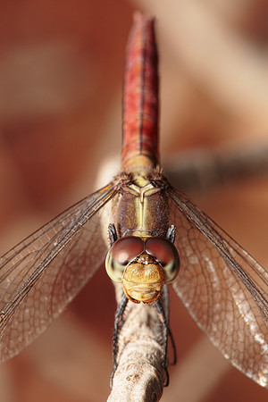 Orthetrum migratum