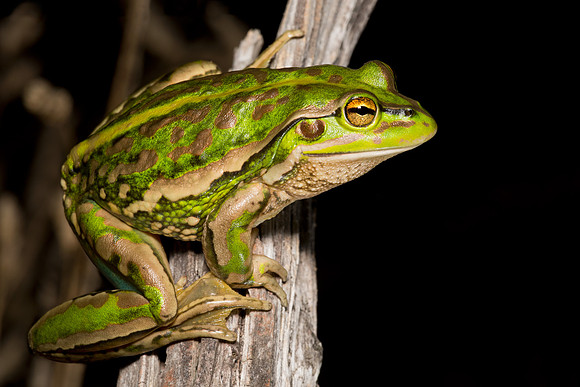 Litoria raniformis