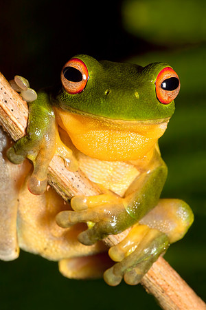 Litoria chloris