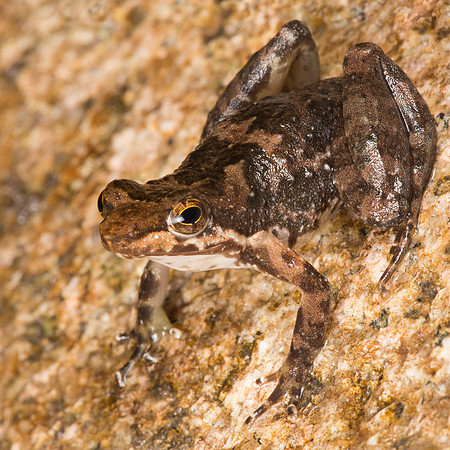 Taudactylus eungellensis