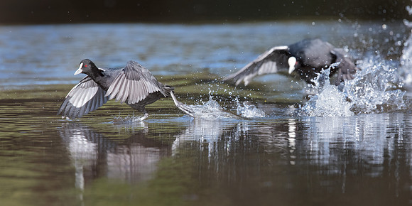 Fulica atra