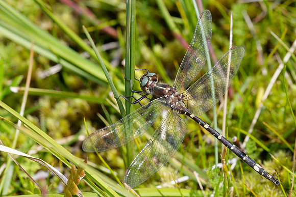 Synthemis tasmanica
