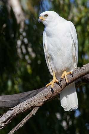Accipiter novaehollandiae