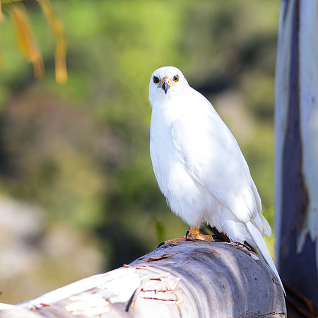 Accipiter novaehollandiae